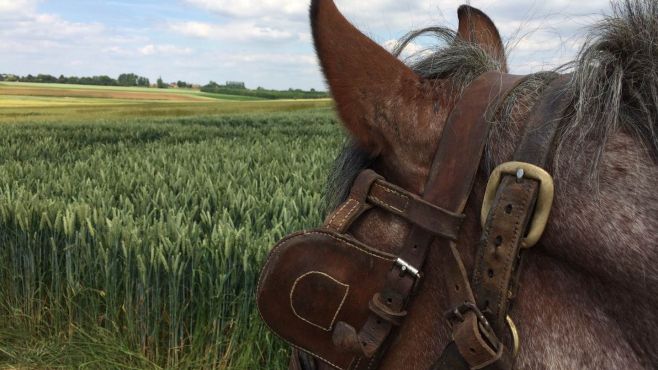 Tête et oreilles de cheval