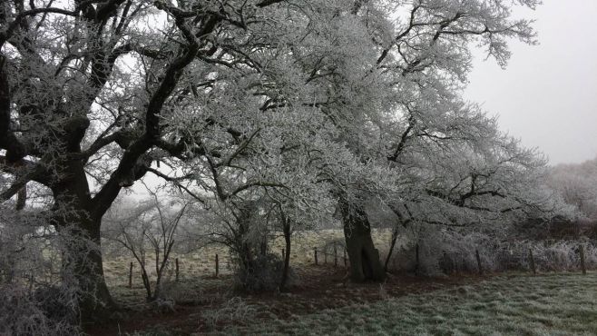 Paysage hivernal, arbres couverts de givre au bord d’un champ